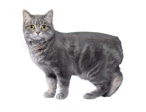 Manx Cat Breed Information Purina